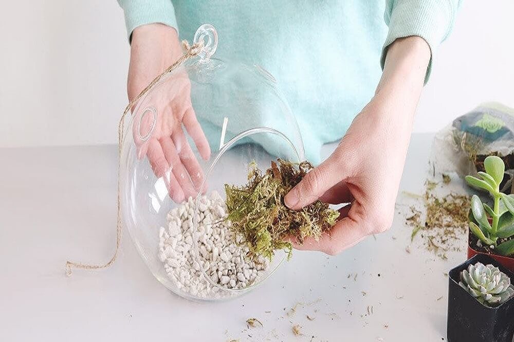 musgos en las piedras para hacer un terrario