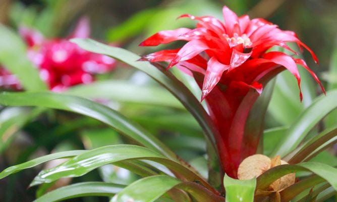 Bromelias