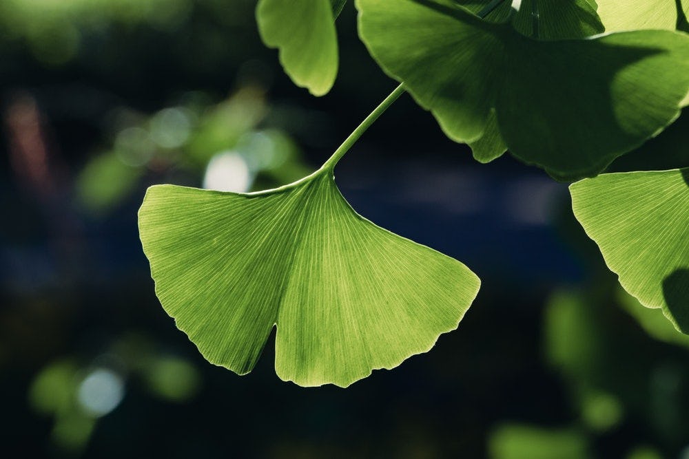 ginkgo biloba cuidado de la piel