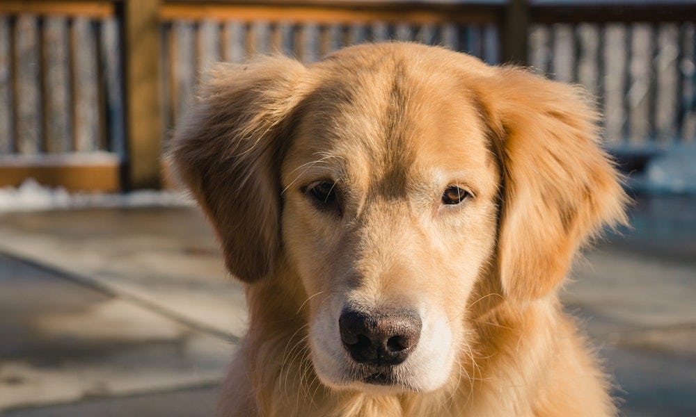 Golden Retriever dentro de las razas de perros grandes y peludos
