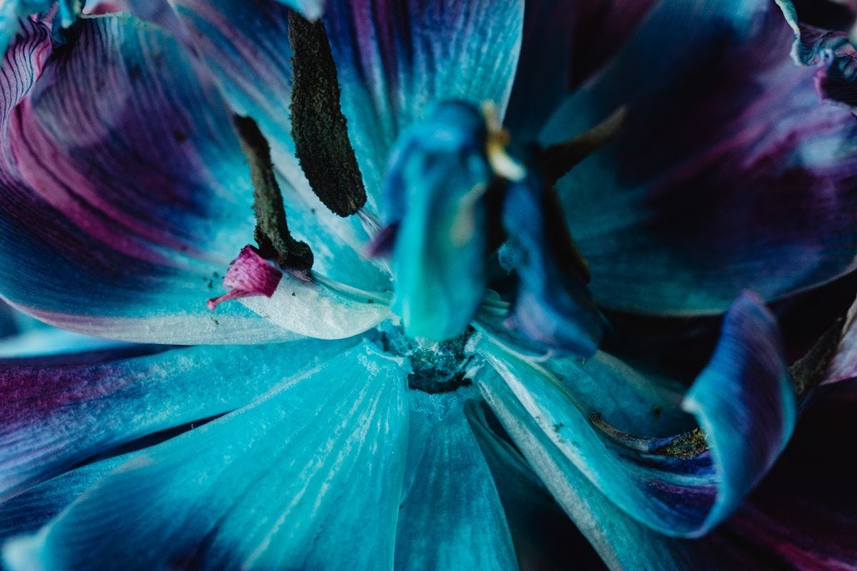 fotografia de petales de flor