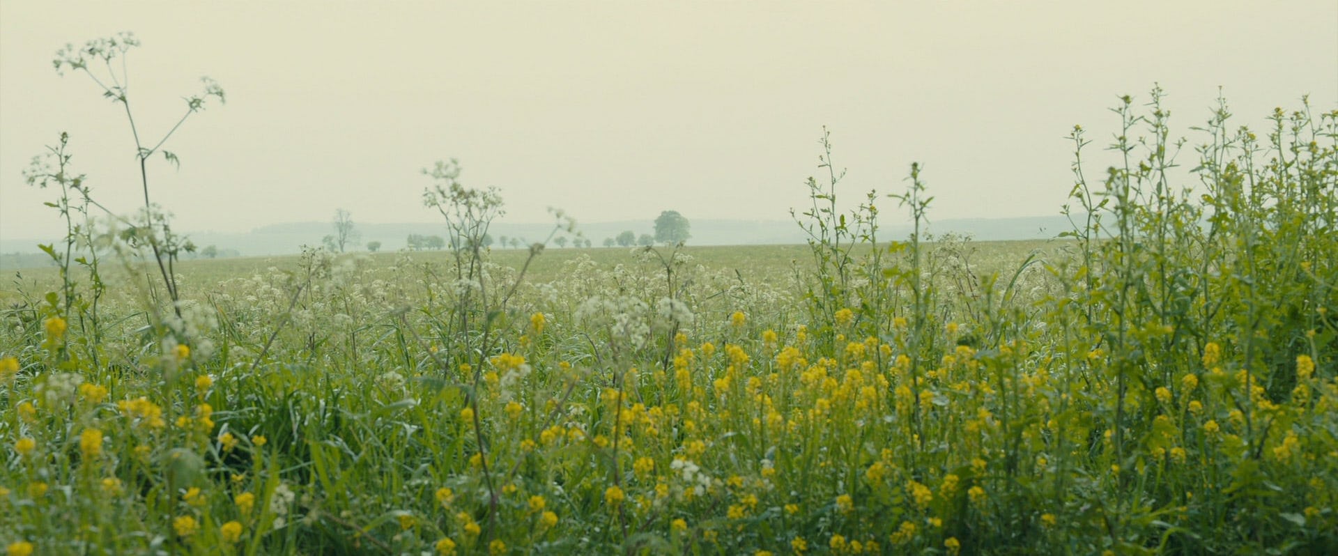 Primera escena de la película 1917 de Sam Mendes.