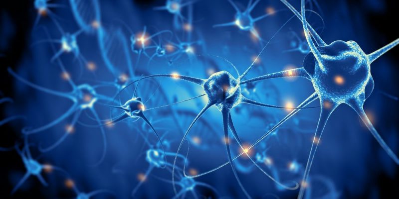 🧠 ¿Qué Es Neuroplasticidad? Descubre Sus Beneficios [2021] | Crehana