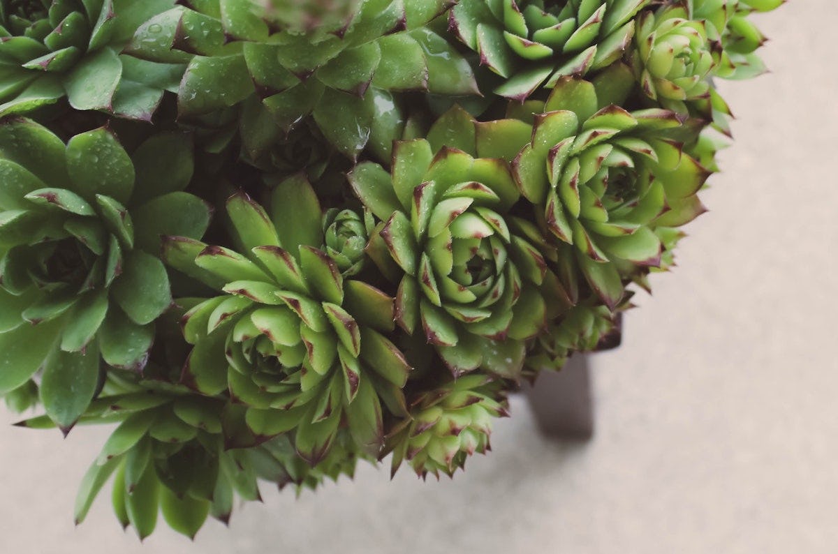 tipos de suculentas exterior