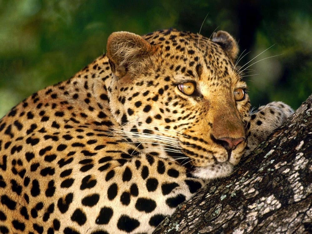 Leopardo africano