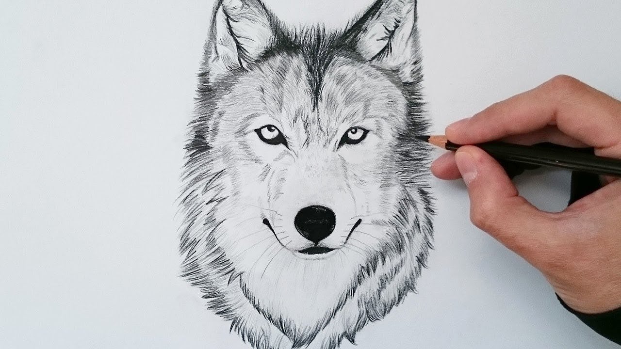 🐺 ¿Cómo dibujar un lobo realista? Así lo hace un experto