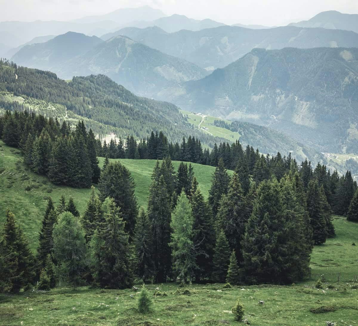 plantas coniferas