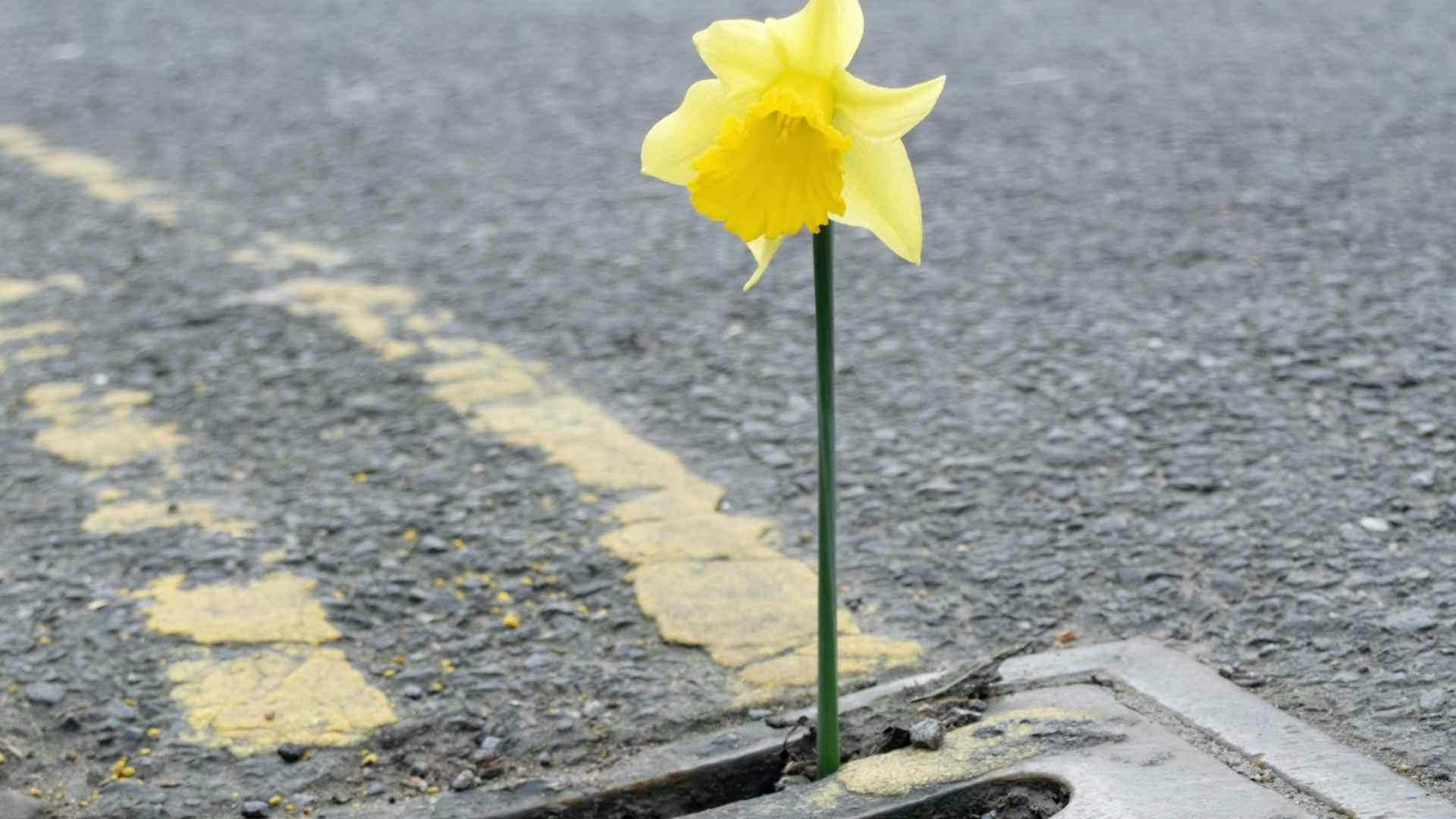 metáfora idea abstracta flor en la calle