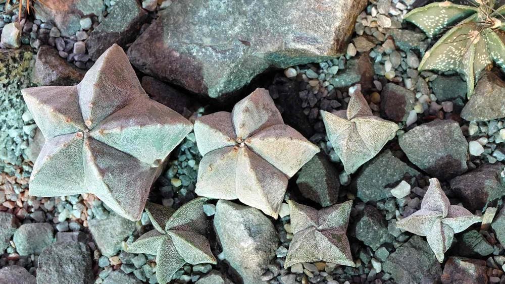 suculenta astrophytum mirioestigma