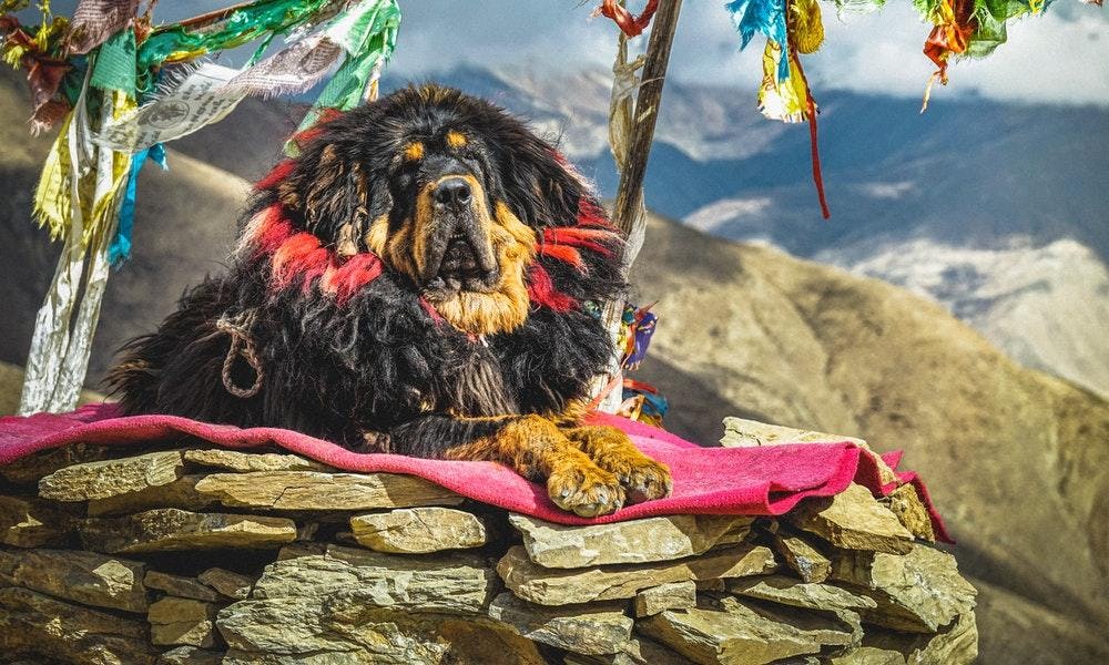 Dogo del Tibet como uno de las razas de perros grandes y fuertes