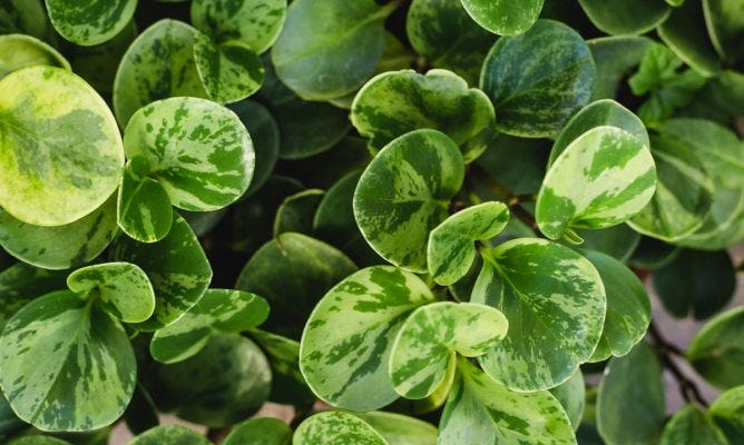 Peperomia