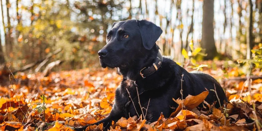 Razas de perros grandes