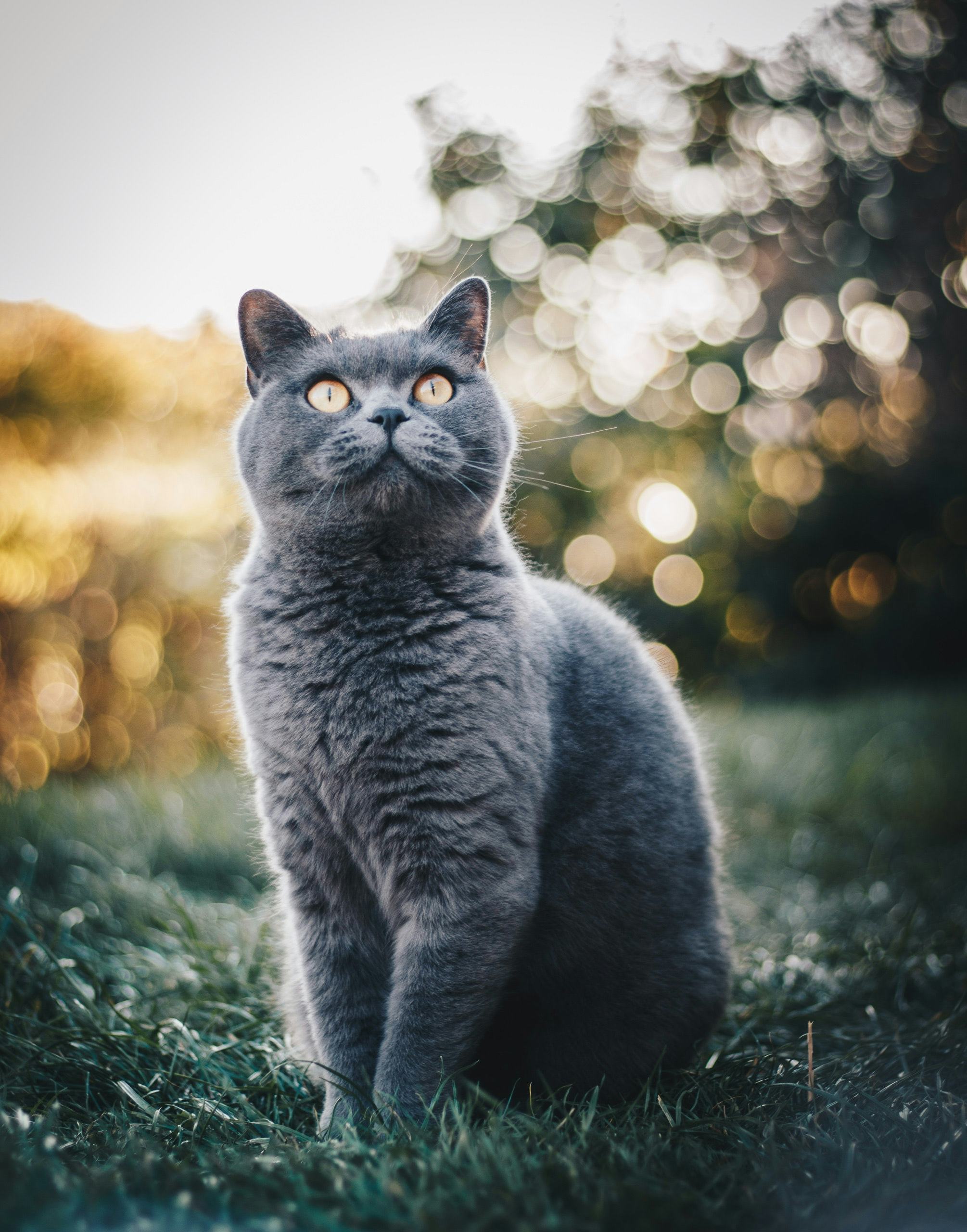 gato-bokeh-fotografia
