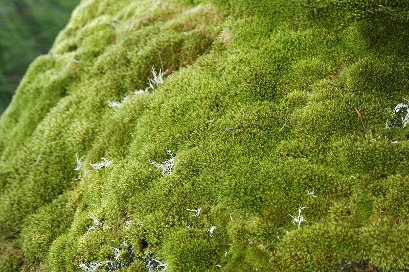 Plantas briofitas sin flores