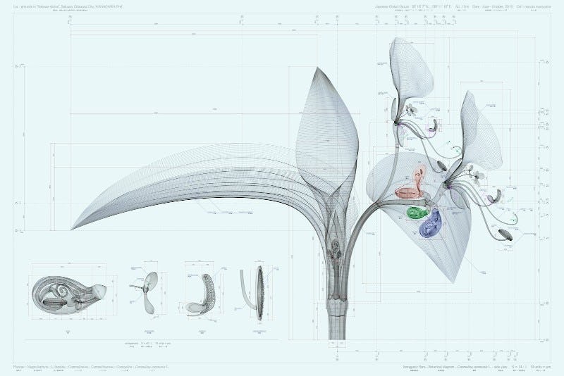 Arte botánico de Macoto Murayama