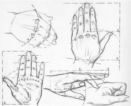 proporciones dibujo manos