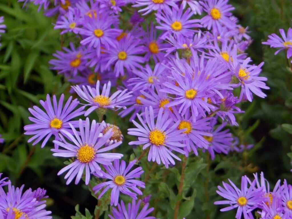 Plantas de sol aster
