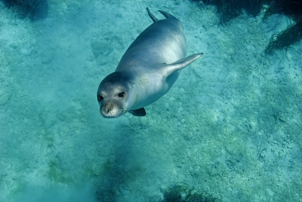 Foca monje