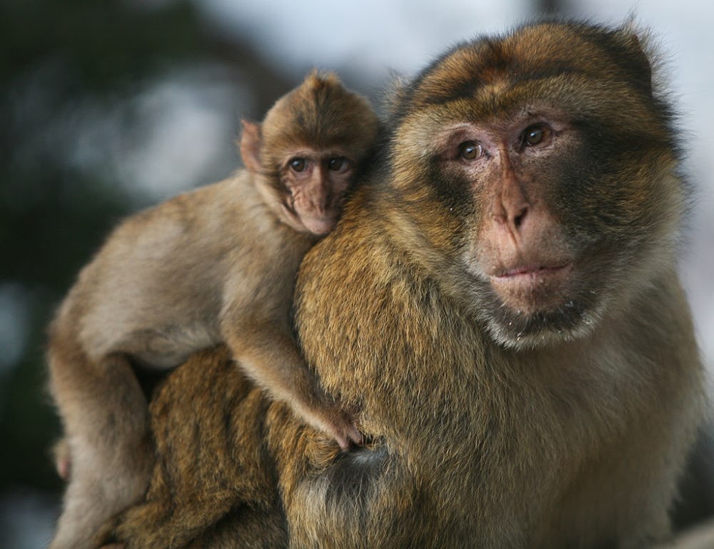 Macaco de berberia