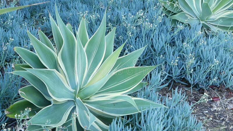agave azul planta