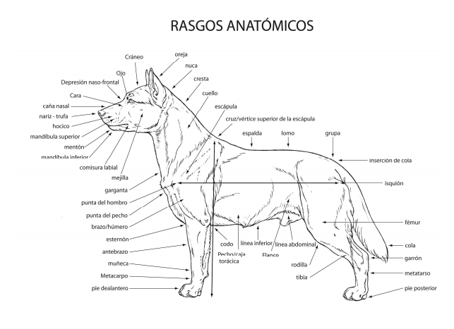 🐶 ¿Cómo dibujar un perro paso a paso fácil y bonito? [2021]