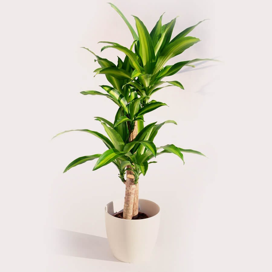 💐 Plantas en la sala: 15 plantas para tu hogar [2021]