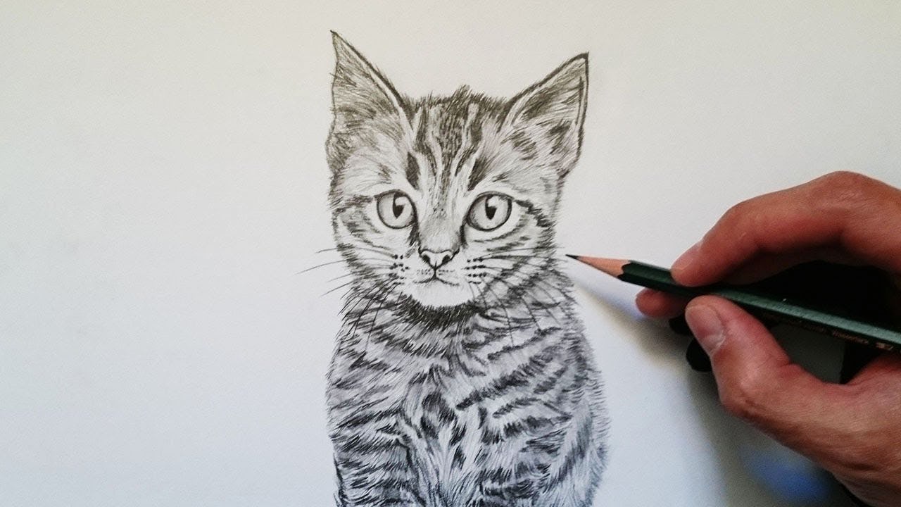 🐱 ¿Cómo dibujar un gato realista? Es así de fácil