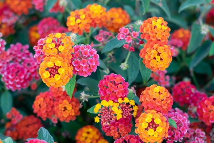 🌻 10 plantas que florecen todo el año | Guía de jardinería