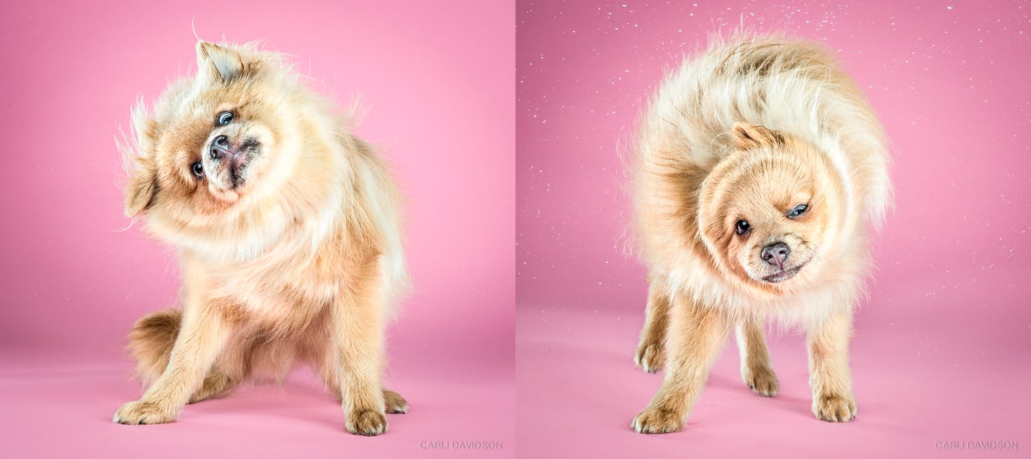 Fotografía de animales perros Carli Davidson - Shake Pups