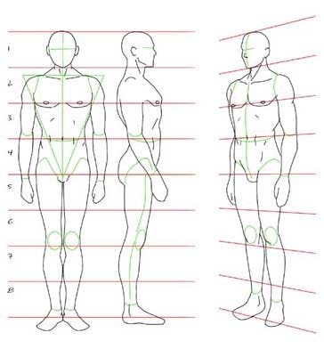 ???? Aprende las proporciones de dibujo anatómico